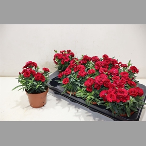 Dian Osc Cherry