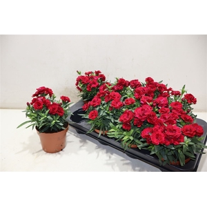 Dian Osc Cherry