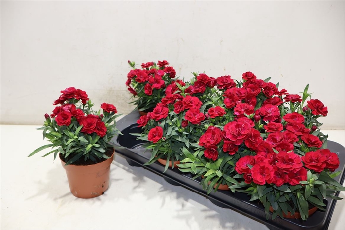 <h4>Dian Osc Cherry</h4>