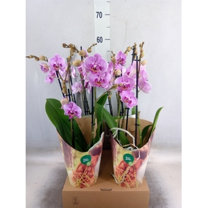 Phalaenopsis   ...rose