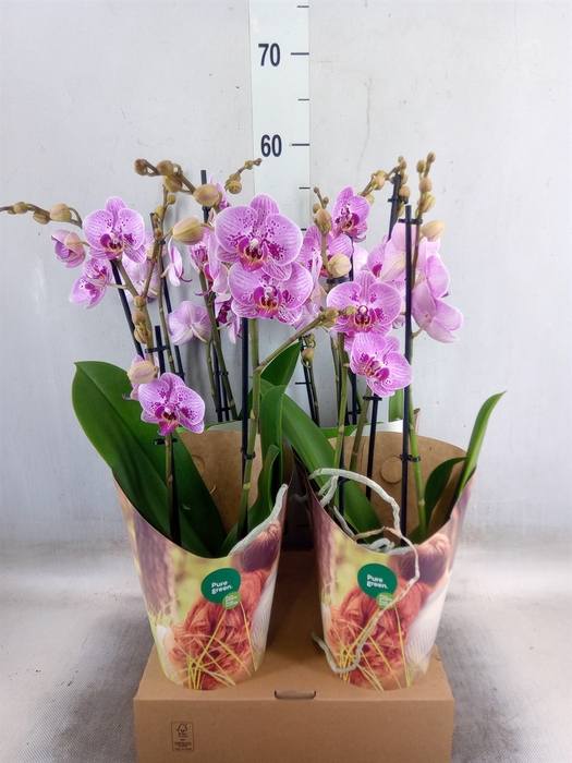 <h4>Phalaenopsis   ...rose</h4>