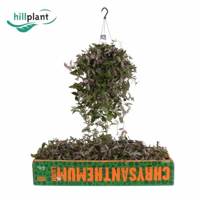 <h4>Tradescantia flum. 'Pink Hill'</h4>