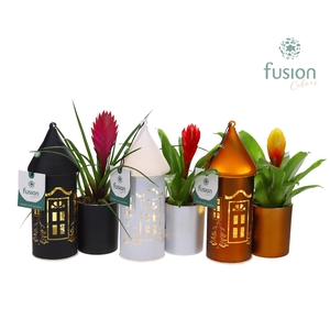 LED Duo glazen huis met Bromelia