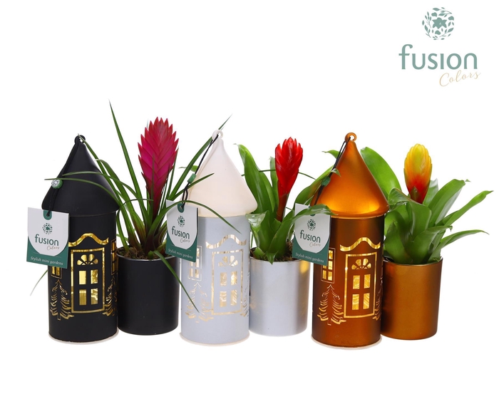 <h4>LED Duo glazen huis met Bromelia</h4>