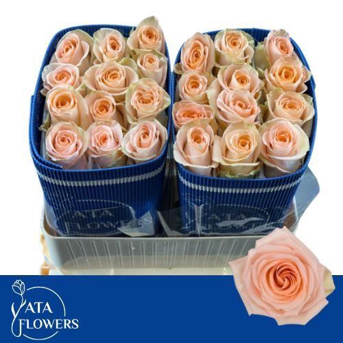 <h4>R GR TIFFANY!</h4>