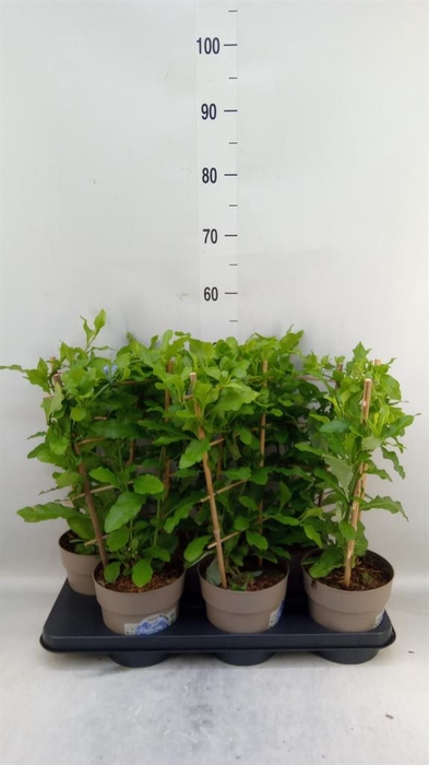 <h4>Plumbago auriculata</h4>