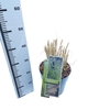 Pennisetum alopecuroides