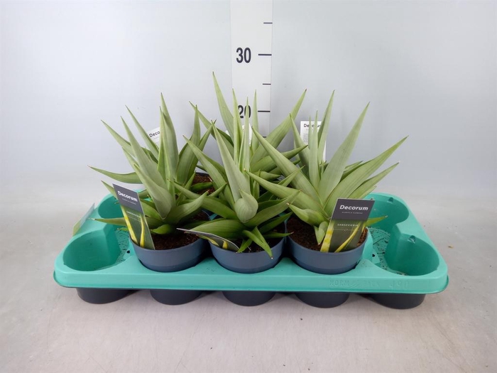 <h4>Sansevieria   ...</h4>