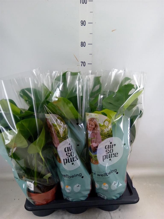 <h4>Monstera delic.</h4>