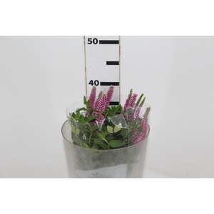 VERONICA LONGIFOLIA SKYLER PINK 040 CM PINK