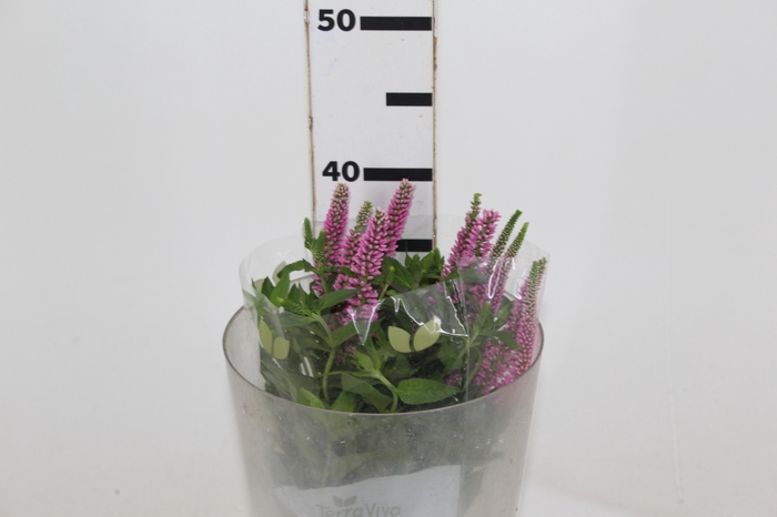 <h4>VERONICA LONGIFOLIA SKYLER PINK 040 CM PINK</h4>