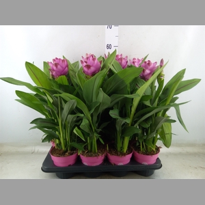 Curcuma alism. 'Siam Sanna'