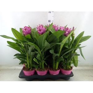Curcuma alism. 'Siam Sanna'