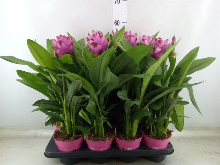 <h4>Curcuma alism. 'Siam Sanna'</h4>
