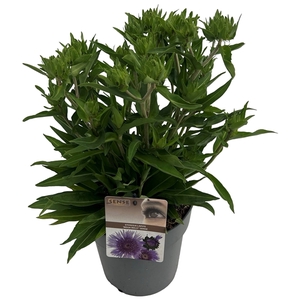 Stokesia laevis 'Mega Mels'® sense
