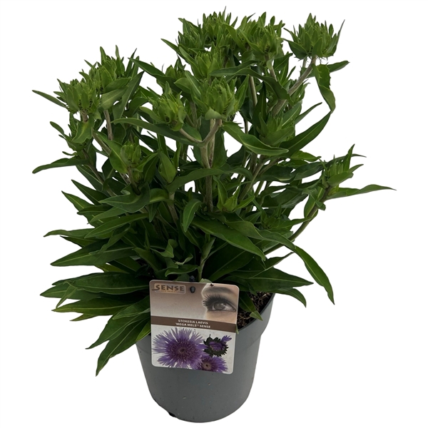 <h4>Stokesia laevis 'Mega Mels'® sense</h4>