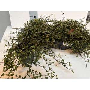 MUEHLENBECK CO MAORI