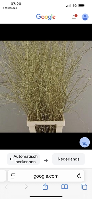 KERST BETULA PER TAK GOUD GLITTER