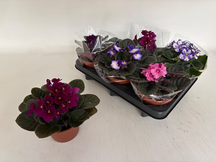 <h4>SAINTP GEM 6 KL</h4>