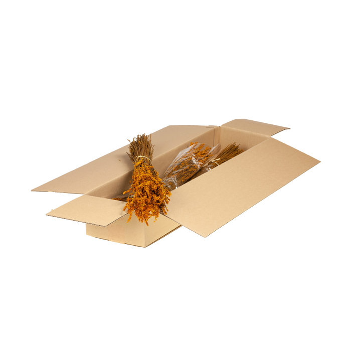 <h4>Lavender Preserved Sb Burnt Orange</h4>
