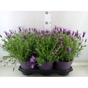 Lavandula stoec. 'Anouk'