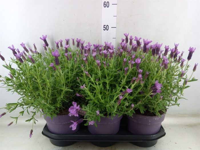 <h4>Lavandula stoec. 'Anouk'</h4>