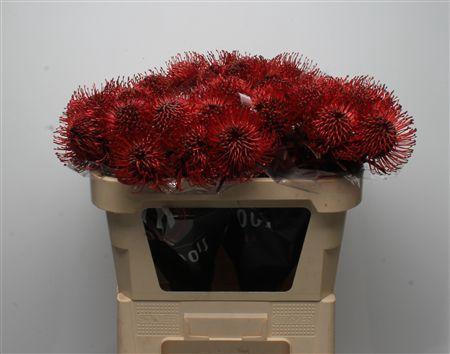 <h4>Leuco Klbh Bordeaux</h4>