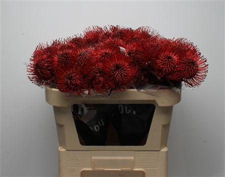 <h4>Leuco Klbh Bordeaux</h4>