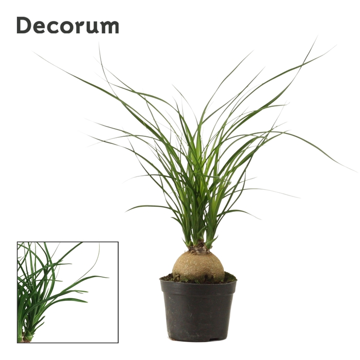 <h4>Beaucarnea bol 9 cm (Decorum)</h4>