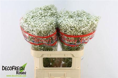 <h4>Gyps Pa White Fire</h4>