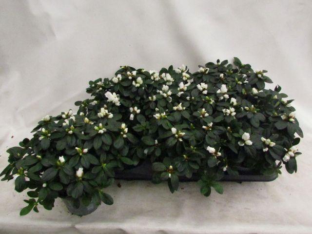 <h4>RHODO SI WITTE VOGEL P14</h4>