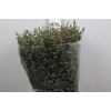 Euca Parvifolia Extra