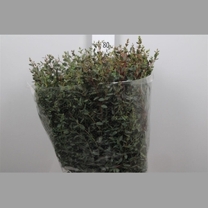 Euca Parvifolia Extra