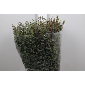 Euca Parvifolia Per Bunch