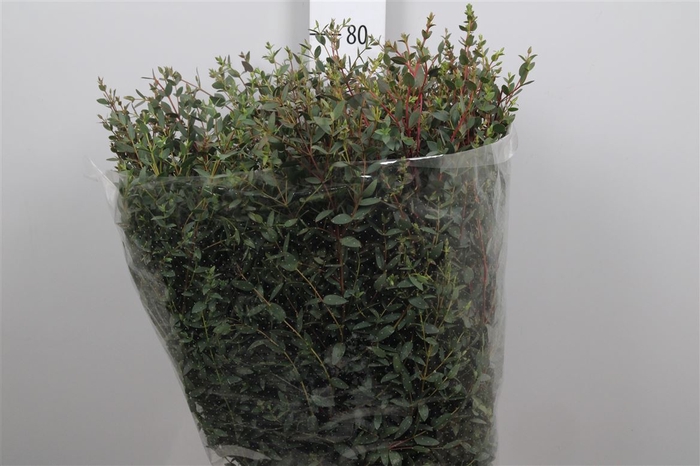 <h4>Euca Parvifolia Per Bunch</h4>