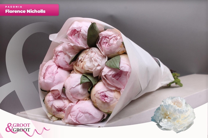 <h4>Paeonia Florence Nicholls | Heavy Quality</h4>