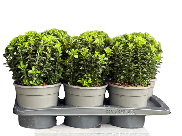 <h4>Euonymus japonicus 'Green Spire' bol</h4>