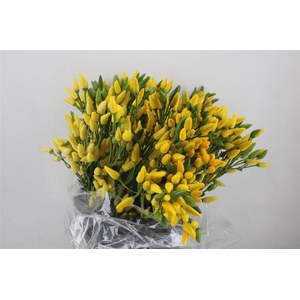 Pepers Paprika Yellow P Bunch