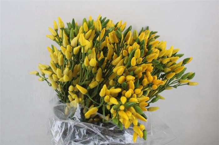 <h4>Pepers Paprika Yellow P Bunch</h4>