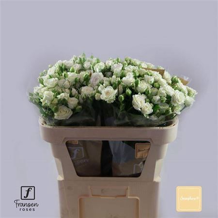 <h4>Rosa Tr Josephine</h4>