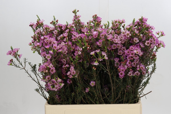 <h4>Chamelaucium Adi</h4>