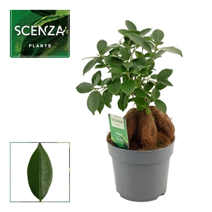 FIC MI GINSENG
