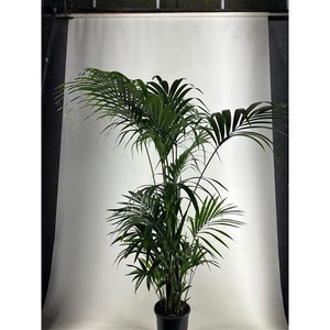 KENTIA - P27 H220 - 10PP -(Howea forsteriana)