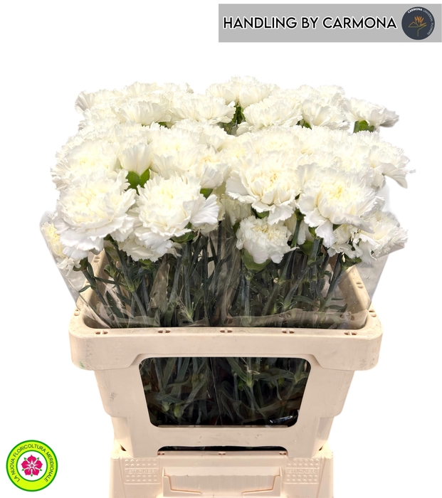 <h4>DI ST HOLLY</h4>