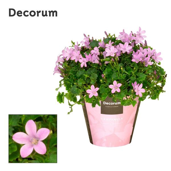 <h4>Campanula Porto Pink Decorum</h4>