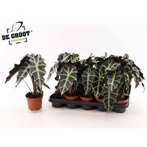 Alocasia Polly 12Ø 35cm