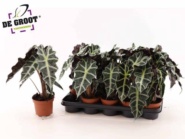 Alocasia Polly 12Ø 35cm