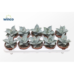 AGAVE OV