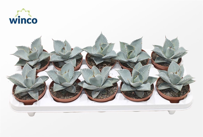 <h4>AGAVE OV</h4>