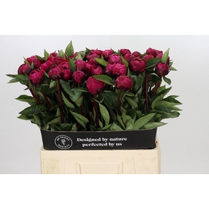 PAEONIA LACT. 'RED SARAH BERNHARD'